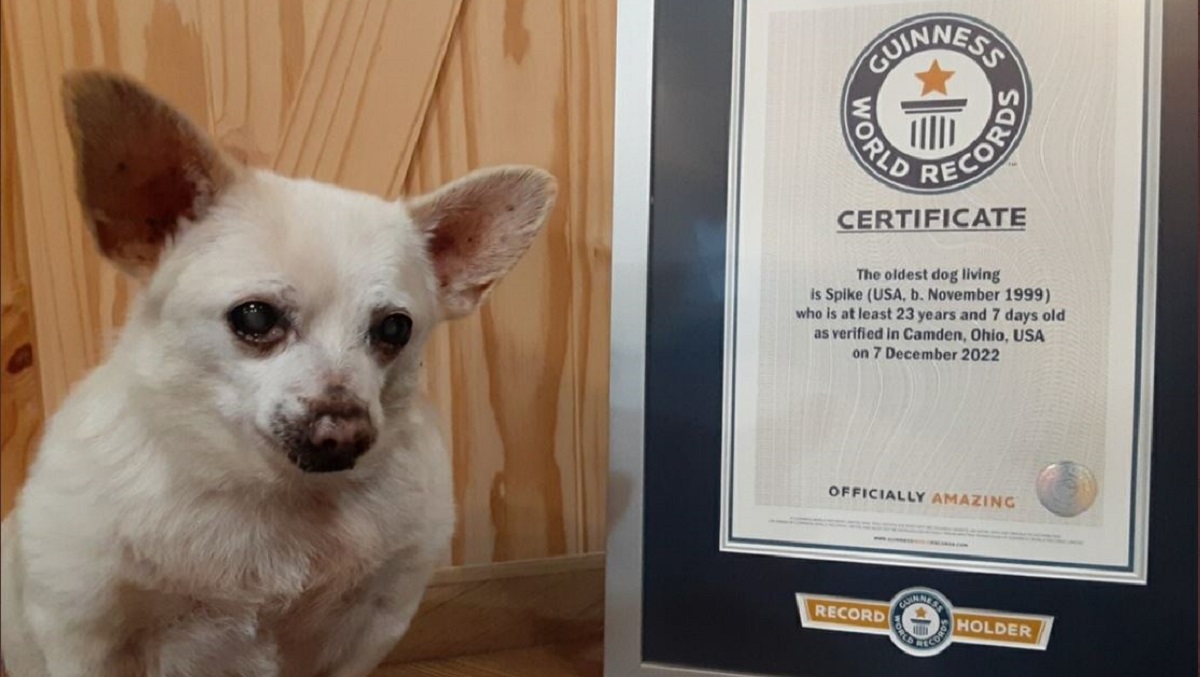 Spike, el perro más longevo del mundo reconocido por Guinness World Records