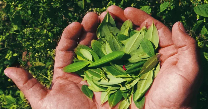 La hoja de coca podría cambiar su categoría de peligrosa: Bolivia pedirá a la ONU retirarla de la lista de sustancias prohibidas