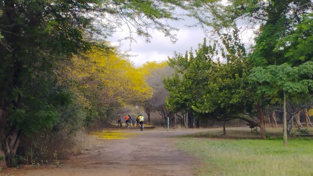 Curarires Jardín