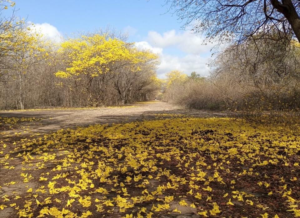 Curarires Jardín