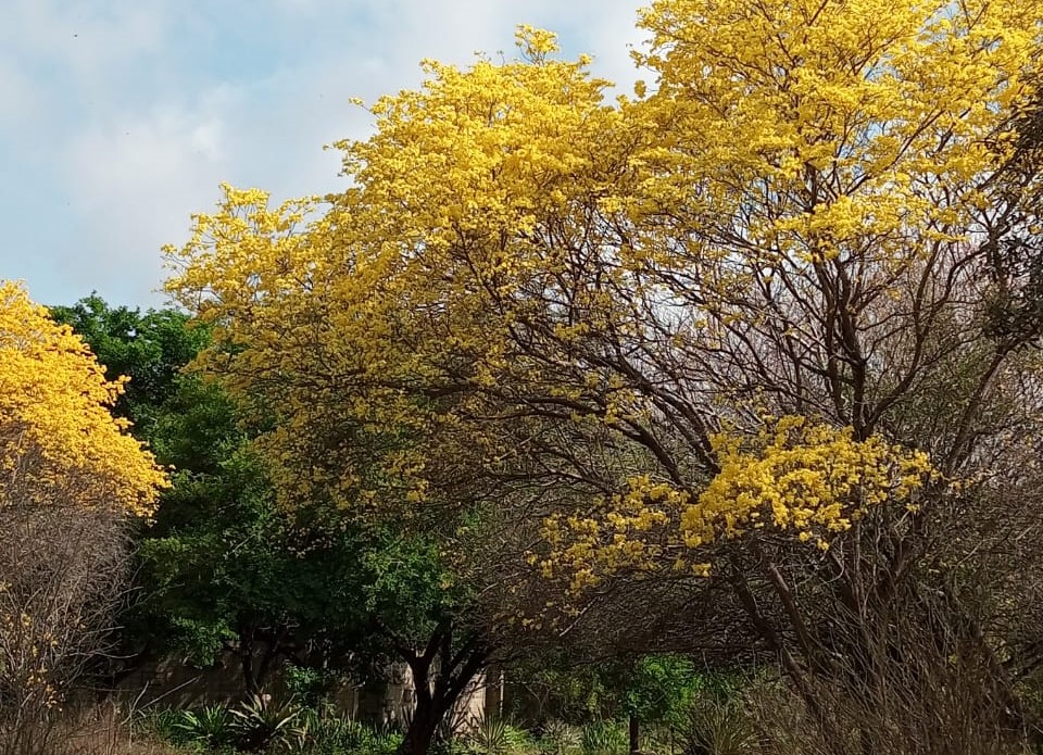 Curarires Jardín