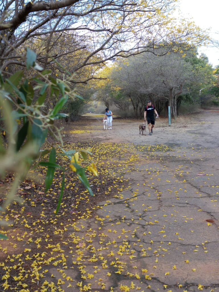 Curarires Jardín