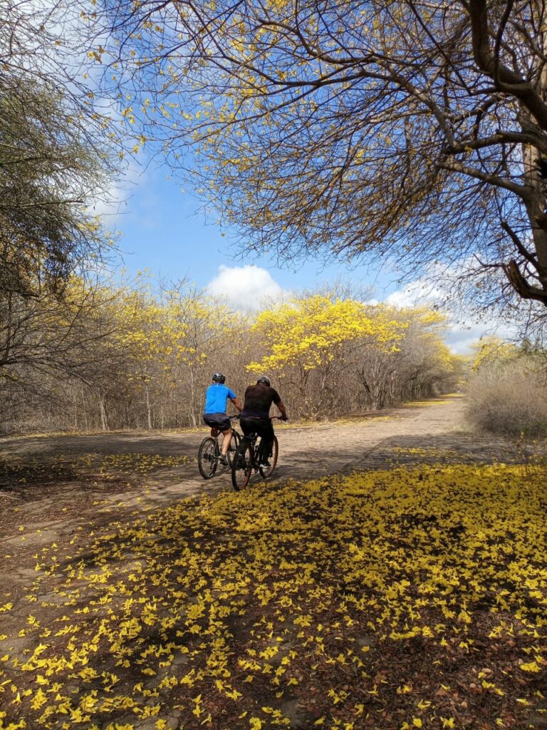 Curarires Jardín