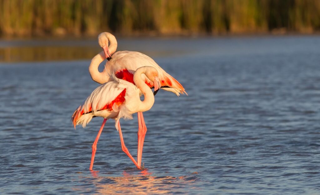 flamencos