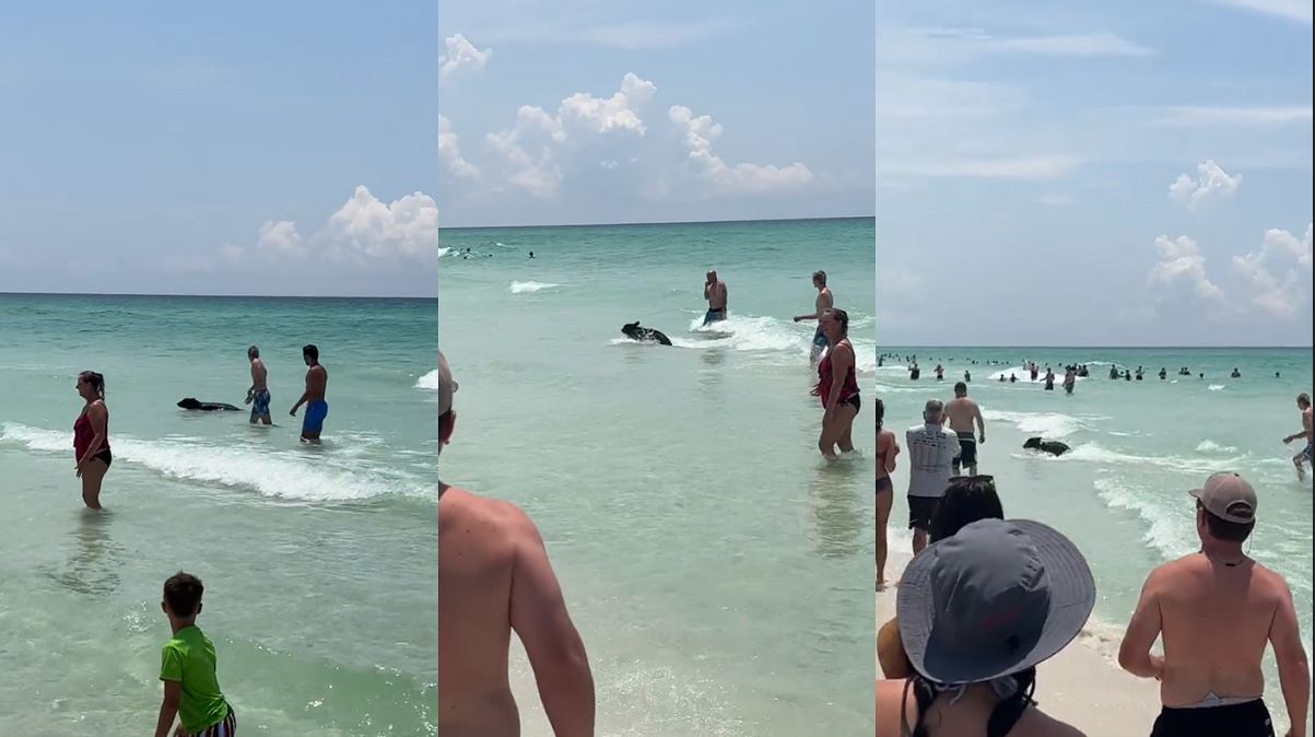 Un oso negro sorprende a bañistas en una playa de Florida tras aparecer nadando (+Video)