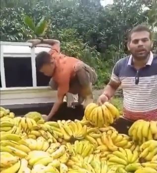 Ahora el cambur: productores siguen echando las cosechas al río por falta de combustible (+Video)