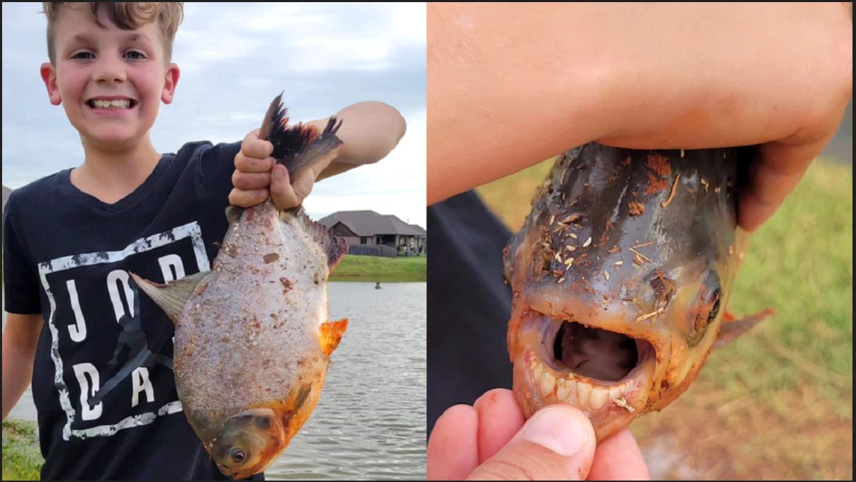 Niño atrapó a un pez con dientes similares a los de los humanos en Oklahoma (+Fotos)