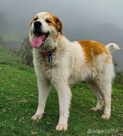 Desde 1964 el Mucuchíes es el perro tradicional de Venezuela