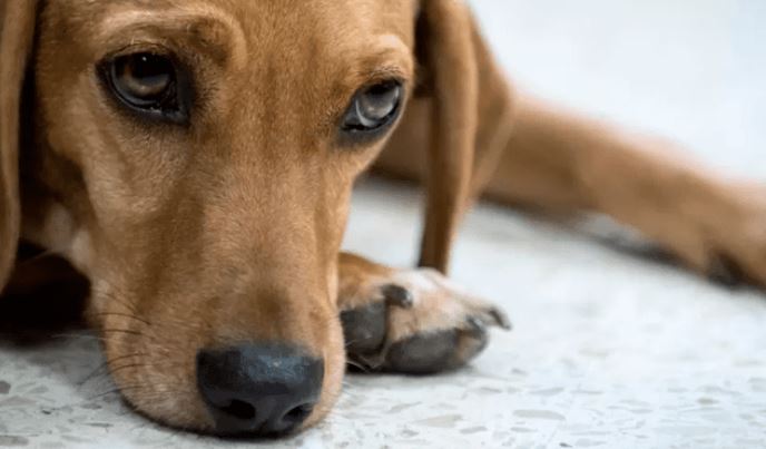 Violaron a perrita comunitaria en Táchira: Varios hombres cometieron la atrocidad