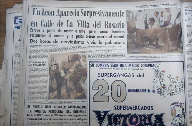 Retro: El puma que apareció en La Villa del Rosario