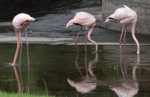 Los flamencos de Tocorón ahora viven en el Parque del Este (Fotos)