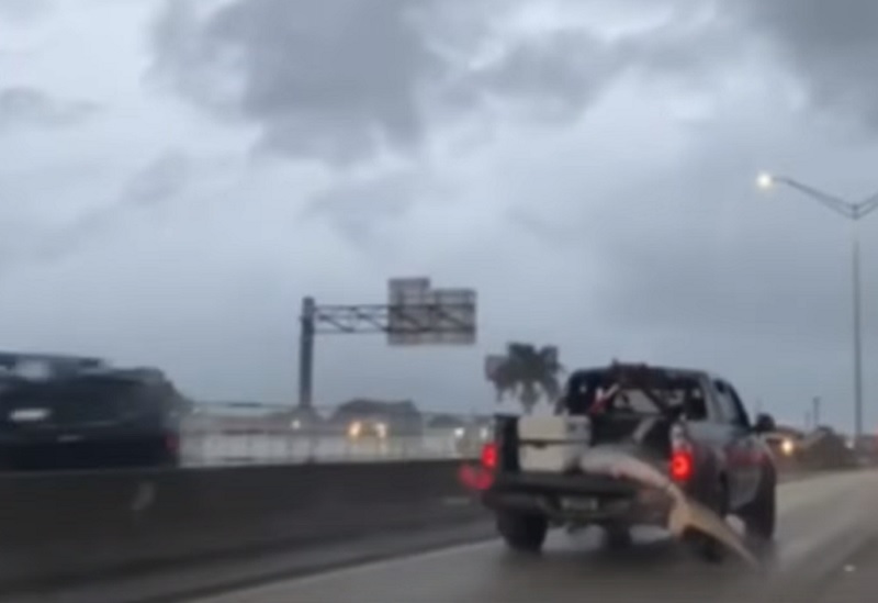 Graban a conductor llevando un tiburón en el cajón de su camioneta en autopista de Florida (+Video)