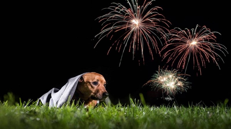 Tips para tranquilizar a sus mascotas por los fuegos artificiales en estas fiestas decembrinas