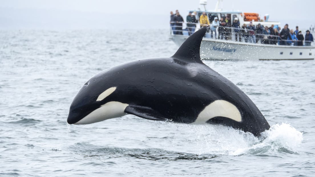 Multan a hombre por lanzarse sobre una orca en Nueva Zelanda