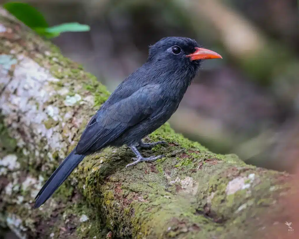 Se descubre una nueva especie de ave en Venezuela