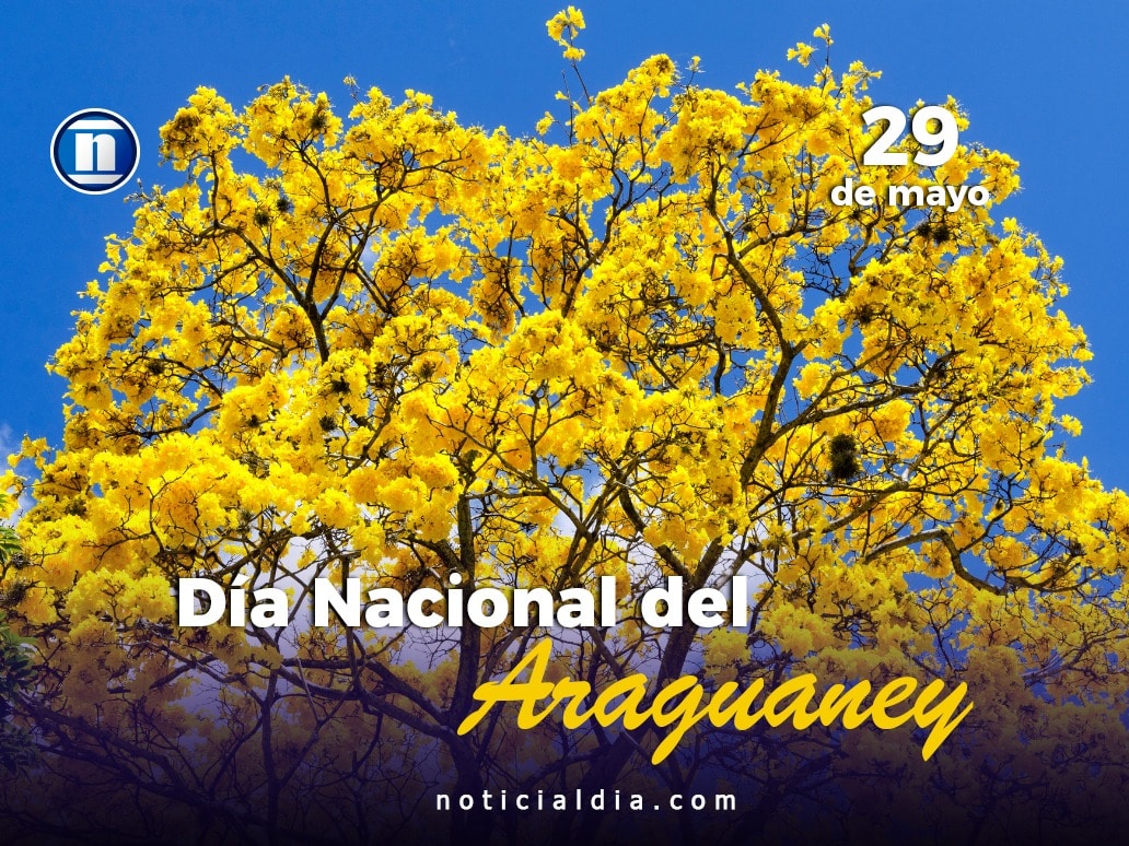 Un día como hoy, en 1948, se decretó al Araguaney como Árbol Nacional de Venezuela