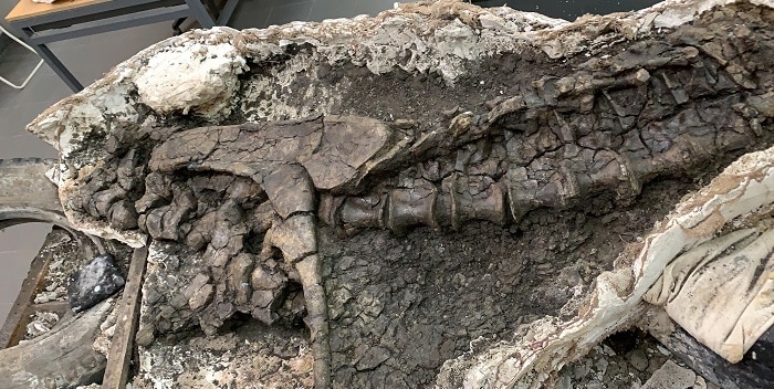 Hallan dinosaurio carnívoro que vivió en la actual Argentina