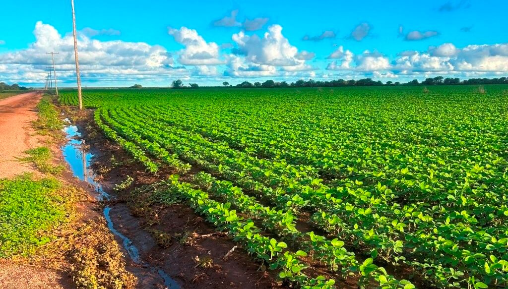 Ingenieros buscan adoptar estrategias agrícolas ante las próximas lluvias