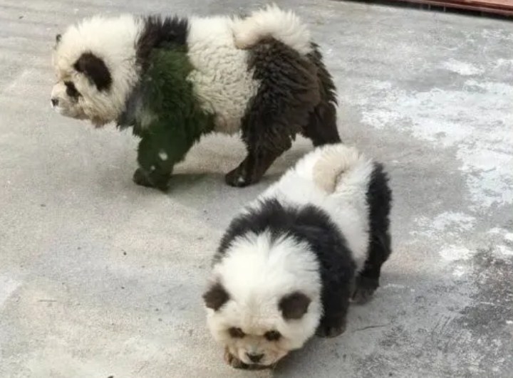 Zoológico chino pintó perros chow chow para hacer creer que eran osos pandas bebés y atraer turistas (+Video)