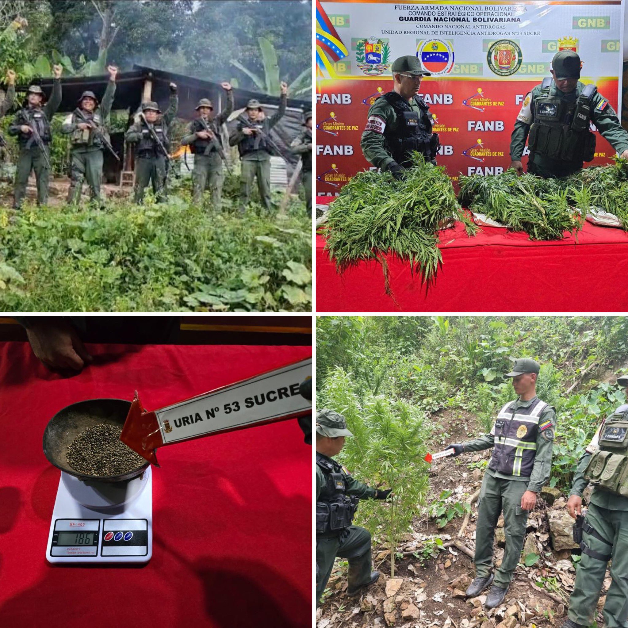 Fuerza Armada incauta 21 kilos de marihuana en Sucre