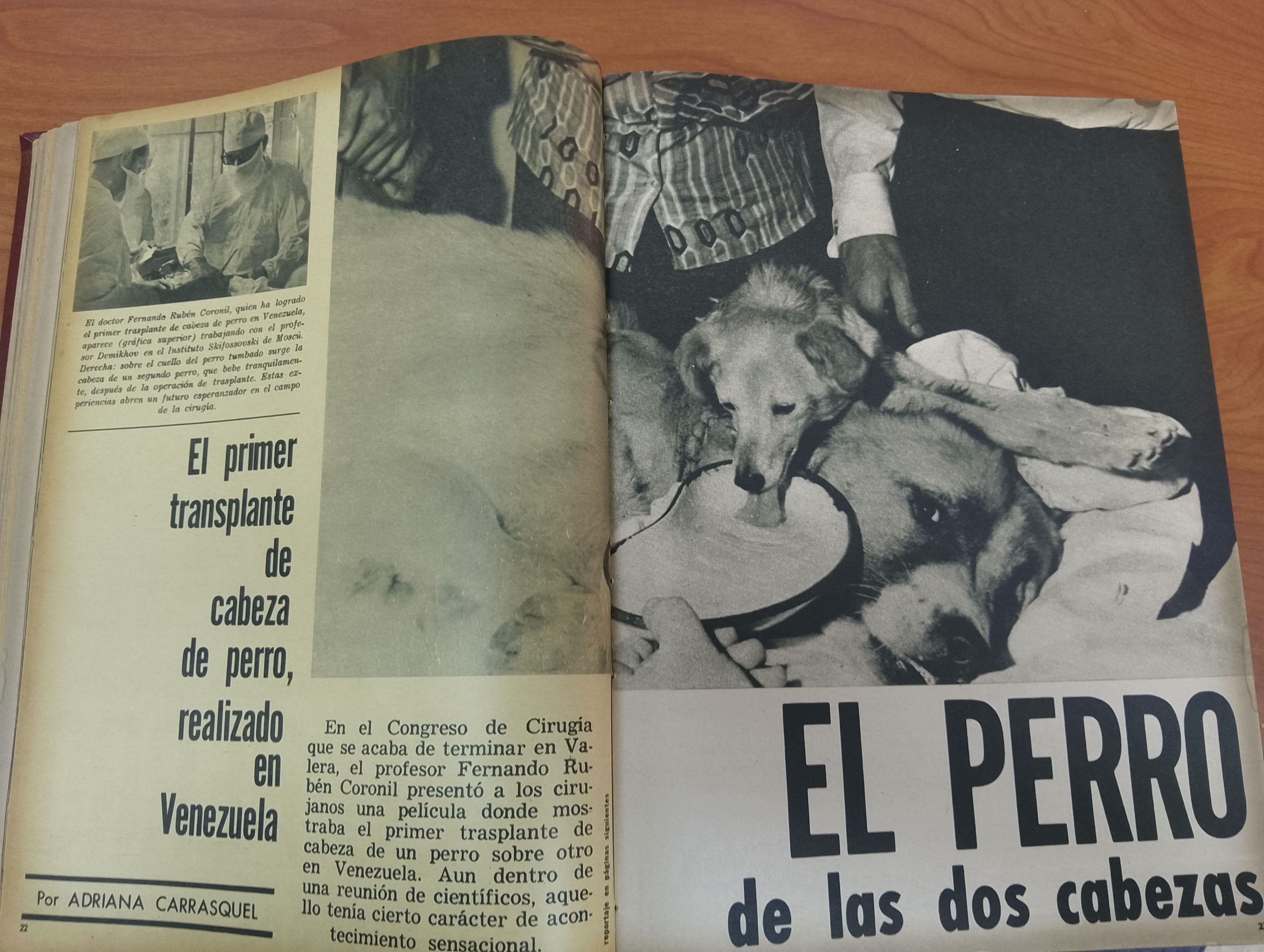 ASOMBROSO, hace 59 años trasplantaron la cabeza de un perro a otro