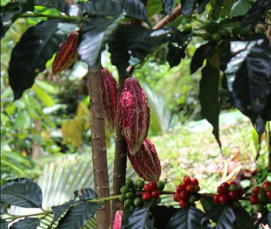 Crearán centro de investigación científica del cacao y otorgarán apoyo financiero a sus productores