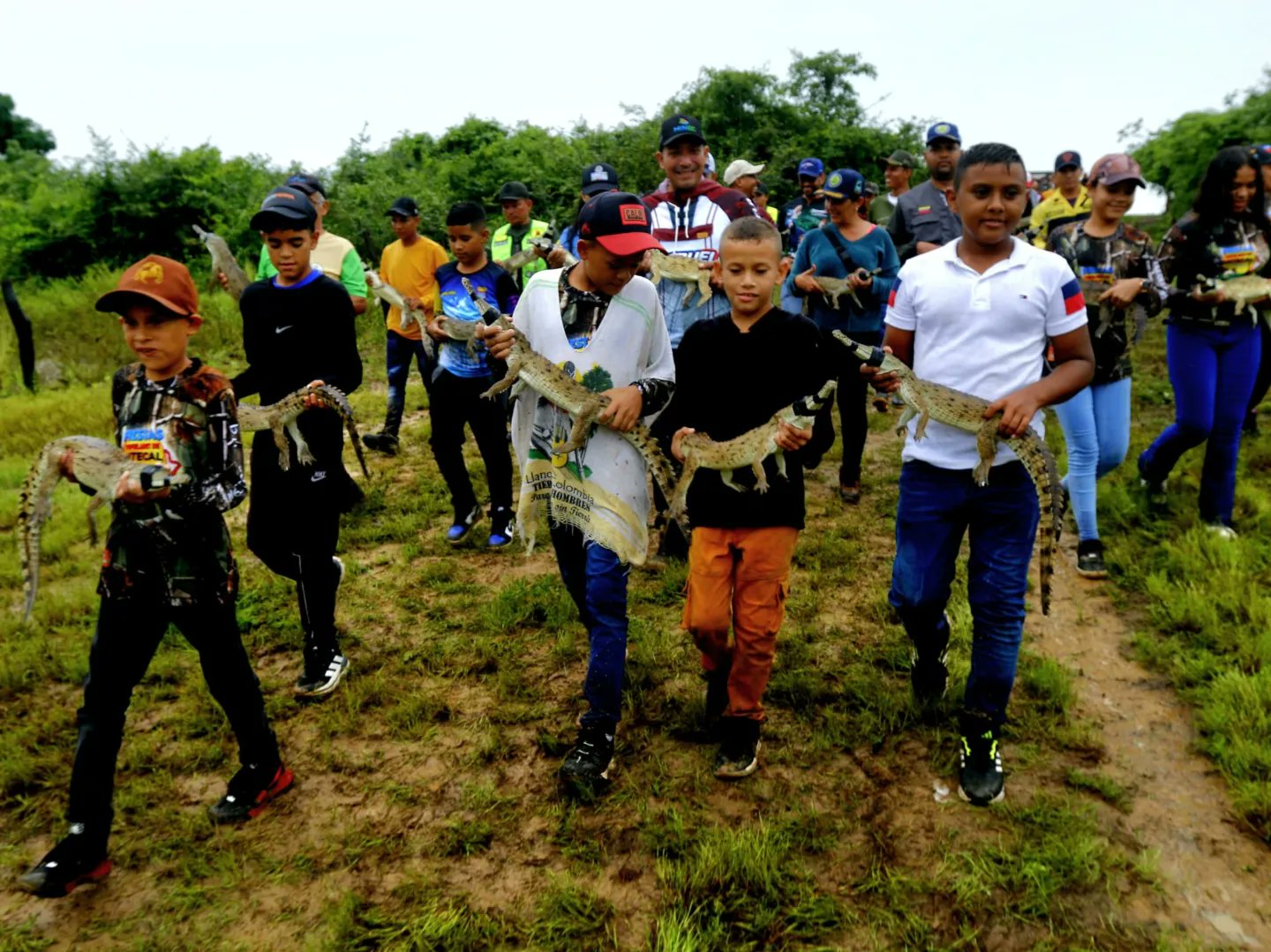 Liberan 136 caimanes en peligro de extinción a través de un plan de conservación