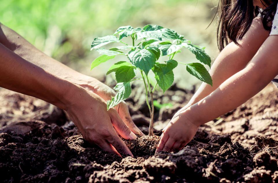 Ministerio de Ecosocialismo lanza nuevo programa ambiental para que los ciudadanos adopten una planta