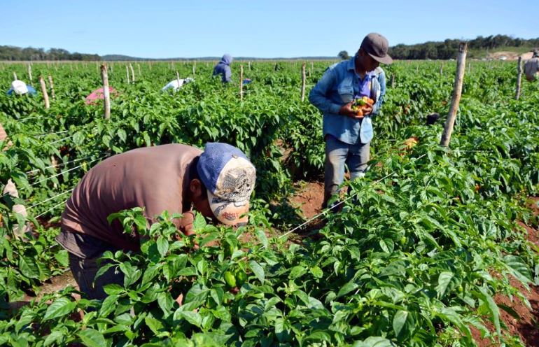 La producción agrícola aporta el 48 % al producto interno bruto del país, según ministro Castro Soteldo