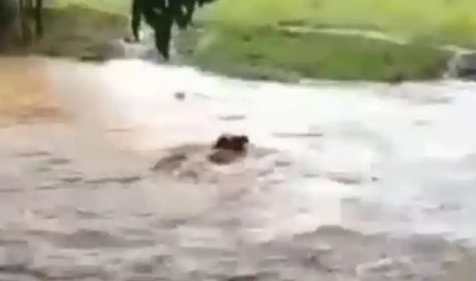 Precipitaciones en Barinas suben nivel de los ríos: Tres vacas fueron arrastradas por las aguas