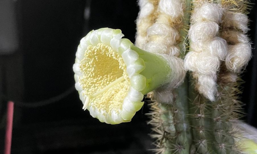 EE UU registra la primera extinción de una especie local de cactus arbóreos por el aumento del nivel del mar