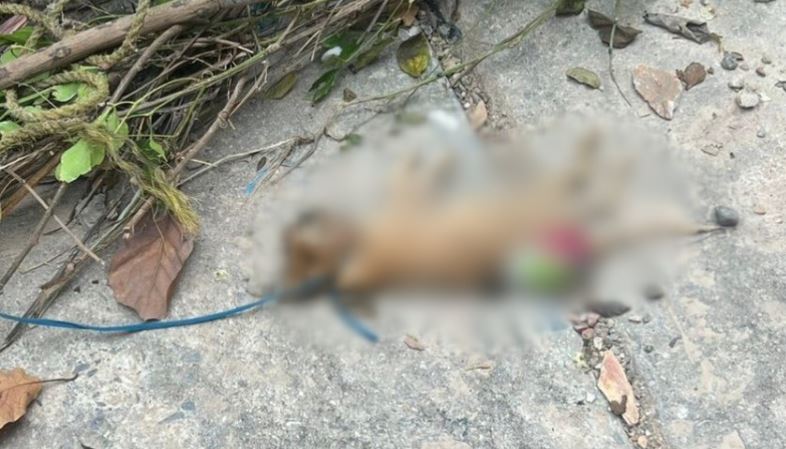 Ahorcaron a varios gatos con unos cordones de zapatos en Lara: MP investiga el caso