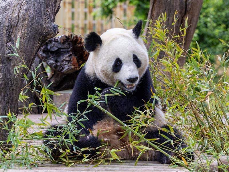 La primera Academia de Pandas de China busca a sus primeros estudiantes universitarios