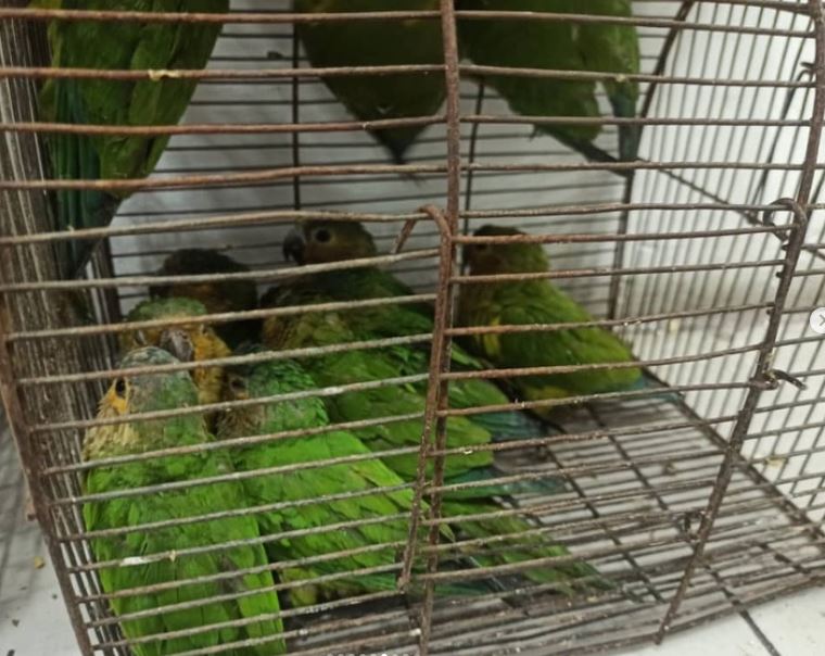 Dos detenidos y 32 animales silvestres rescatados en Catia