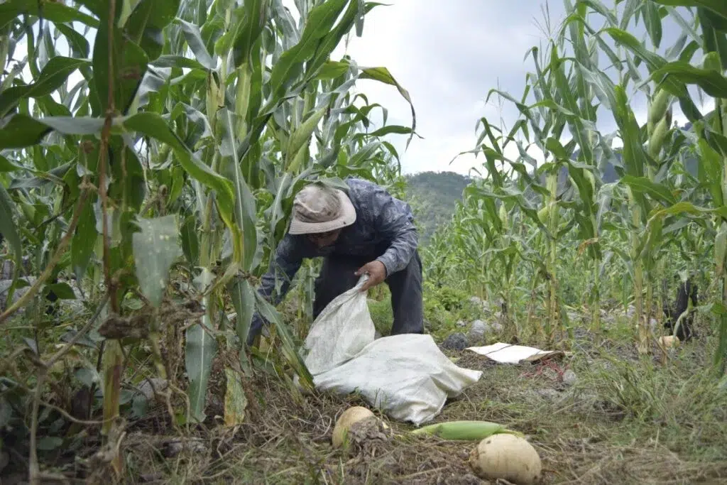 Siembra de maíz en riesgo por la falta de lluvias