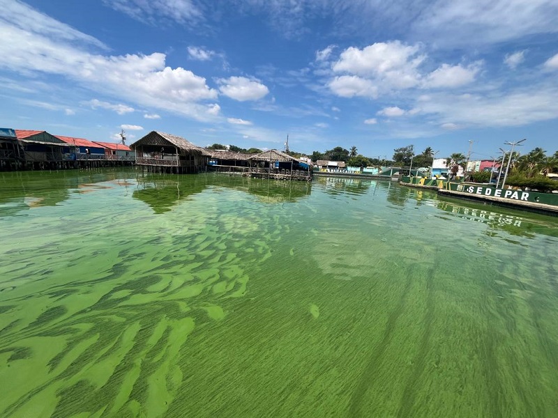 Reaparece el verdín en el Lago de Maracaibo y su hedor ahuyenta a turistas y vacacionistas escolares