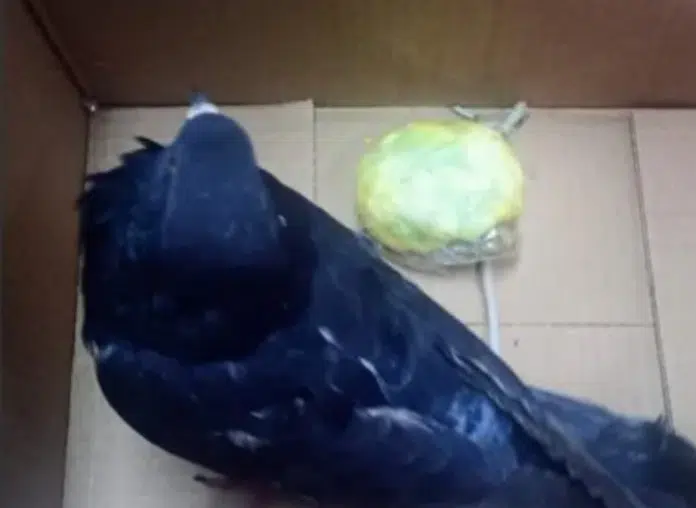 De aves mensajeras del amor a narcopalomas de cárceles en Argentina