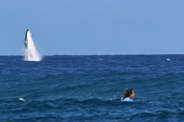 Una ballena irrumpió las finales de surf en Paris 2024