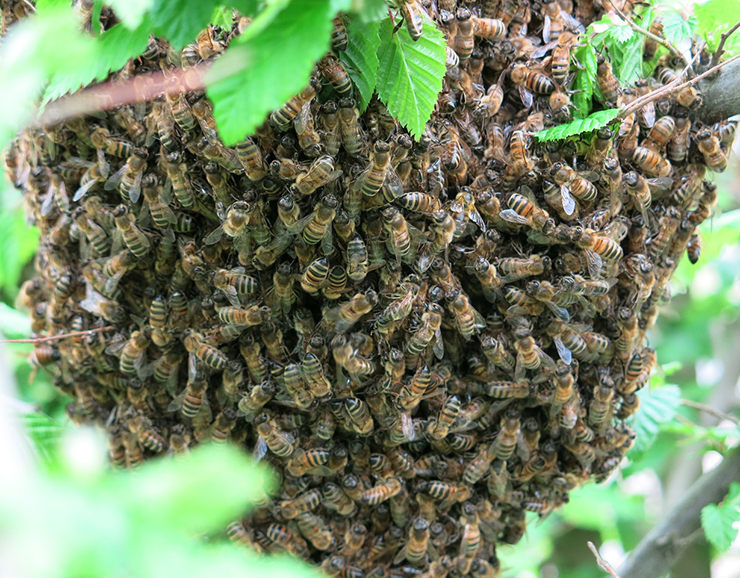 Enjambre de abejas atacó a una familia de tres personas en Táchira: Un perro que tenían de mascota murió por los aguijonazos