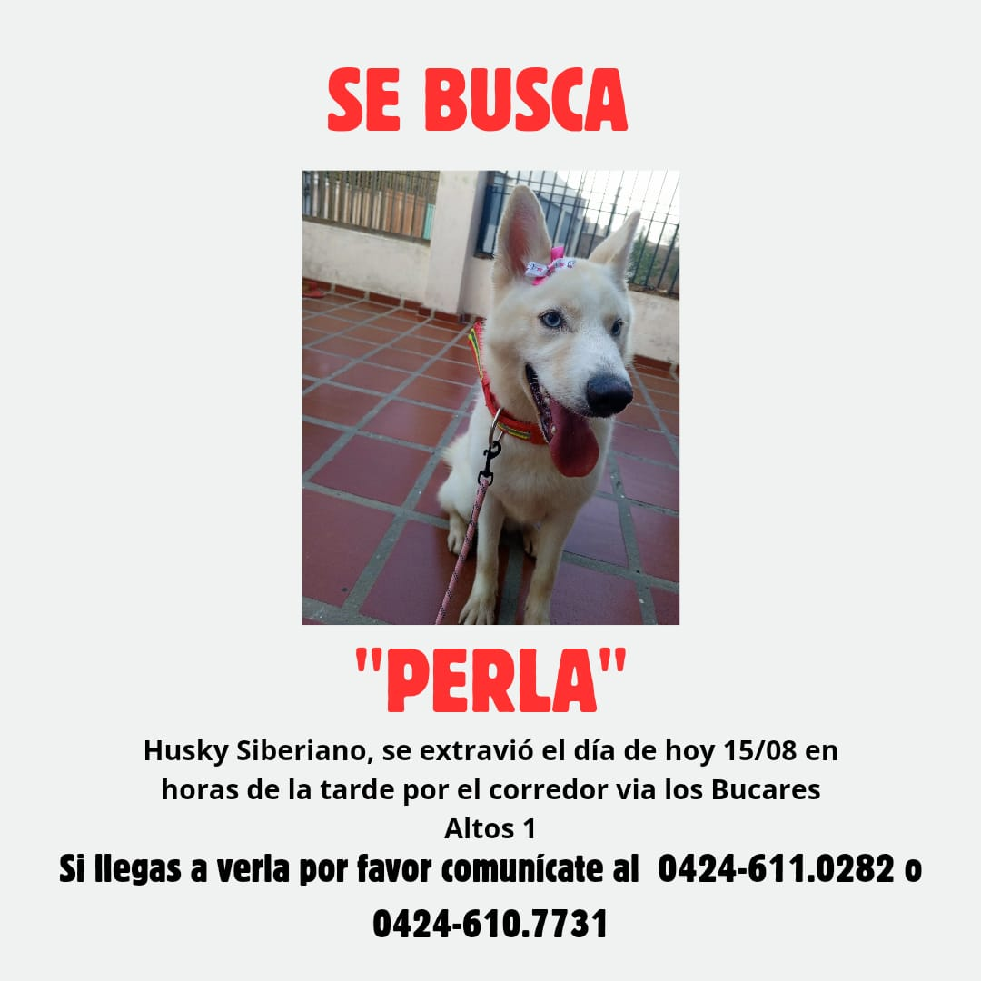 La perrita Perla se encuentra desaparecida