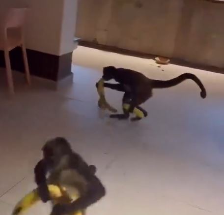 Monos roban plátanos de buffet en hotel de Cancún