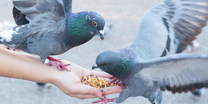 Sancionan con cárcel a quien alimente a las palomas