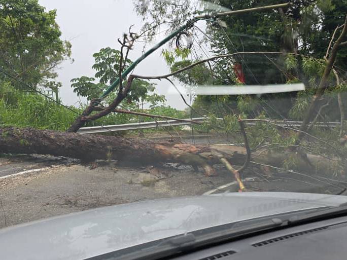 Lluvias causaron anegaciones y árboles caídos en  Caracas