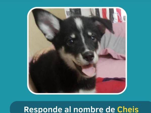 Buscan un cachorrito en Sierra Maestra: Responde a Cheis