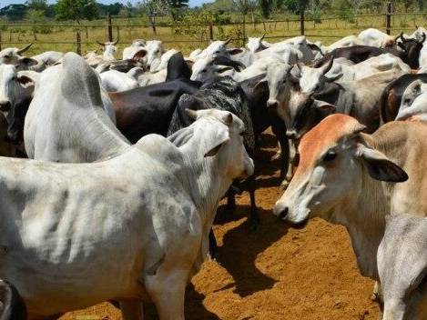 Alertan nuevos casos de robo de ganado en el Zulia, según Fedenaga