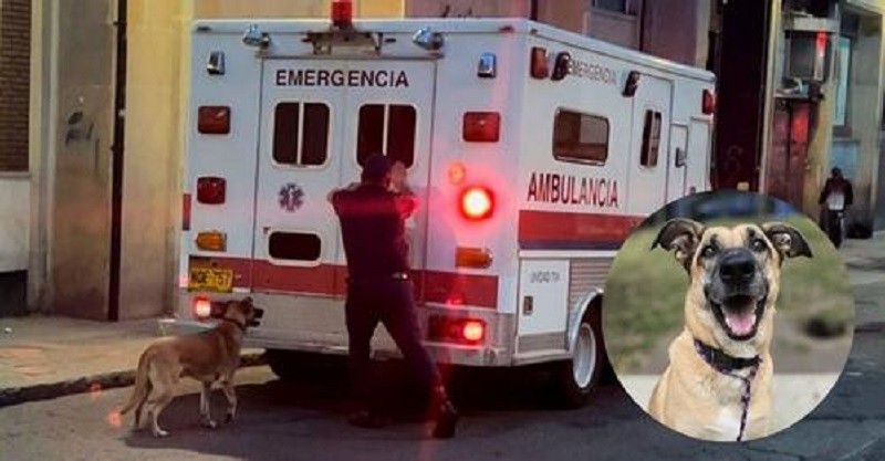 La historia del perrito que corrió 20 cuadras detrás de su dueño que iba en una ambulancia