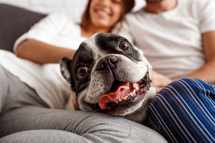 En EEUU si no le gustas al perro de tu pareja, CHAO, fue un placer (encuesta)