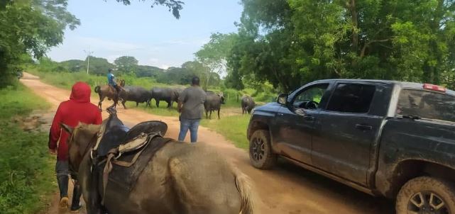 CPBEZ se internó en el monte y recuperó siete búfalos en Machiques