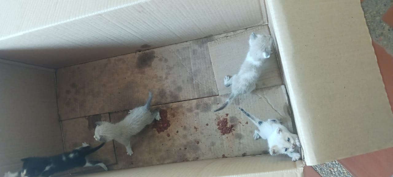 Cuatro gatitos puestos en adopción: Su mamá fue atropellada en la avenida Fuerzas Armadas de Maracaibo