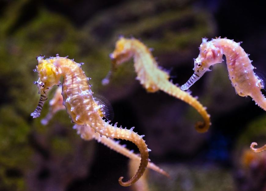 Liberan 600 caballitos de mar para la conservación de especies en Nueva Esparta